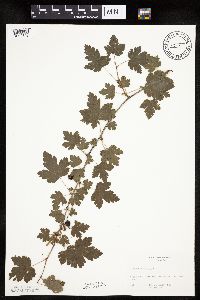 Ribes cynosbati image