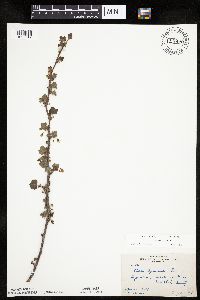 Ribes cynosbati image