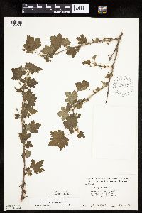 Ribes cynosbati image