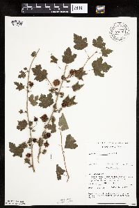 Ribes cynosbati image
