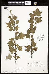 Ribes cynosbati image