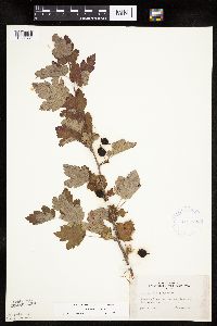 Ribes cynosbati image