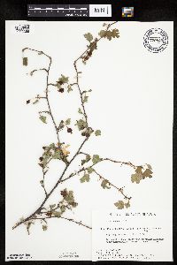 Ribes cynosbati image