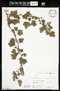 Ribes cynosbati image