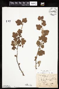 Ribes cynosbati image