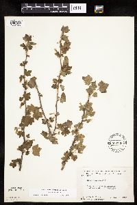 Ribes cynosbati image