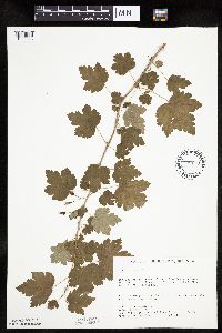 Ribes cynosbati image