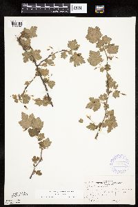 Ribes cynosbati image