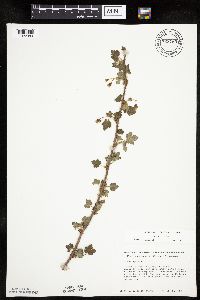Ribes cynosbati image