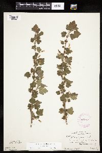 Ribes cynosbati image