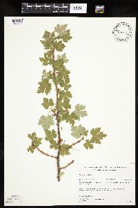 Ribes cynosbati image