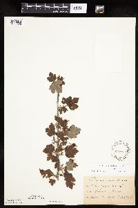 Ribes cynosbati image