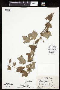 Ribes cynosbati image