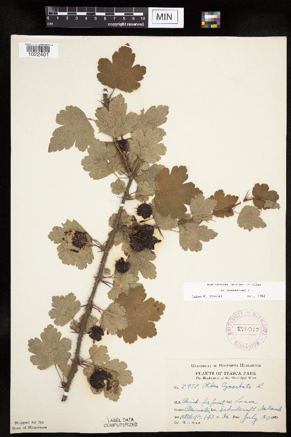 Ribes cynosbati image