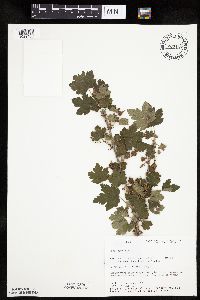 Ribes cynosbati image