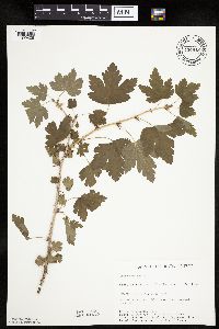 Ribes cynosbati image