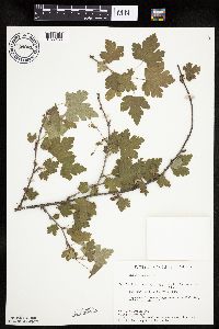 Ribes cynosbati image