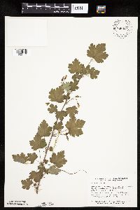 Ribes cynosbati image