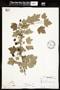 Ribes cynosbati image