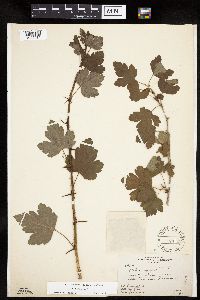 Ribes cynosbati image