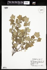 Ribes cynosbati image