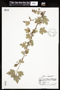 Ribes cynosbati image