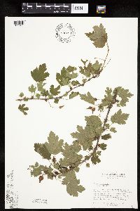 Ribes cynosbati image