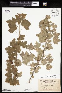Ribes cynosbati image