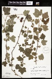 Ribes cynosbati image