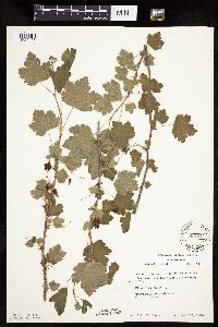 Ribes cynosbati image