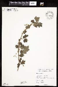 Ribes cynosbati image