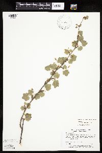 Ribes cynosbati image