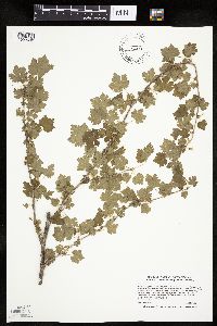 Ribes cynosbati image