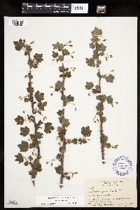 Ribes cynosbati image