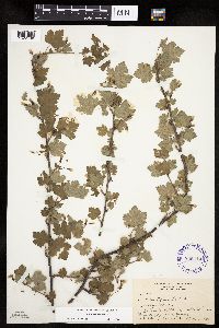 Ribes cynosbati image