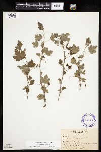 Ribes cynosbati image