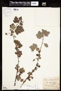 Ribes cynosbati image