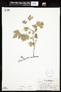 Ribes cynosbati image