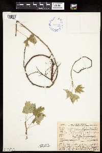 Ribes glandulosum image