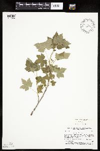 Ribes glandulosum image