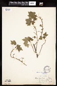 Ribes glandulosum image