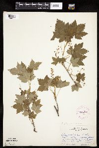 Ribes glandulosum image