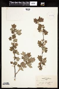Ribes glandulosum image