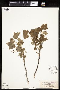 Ribes glandulosum image