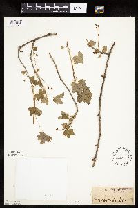 Ribes glandulosum image