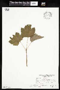 Ribes glandulosum image