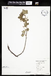 Ribes glandulosum image