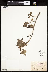 Ribes glandulosum image