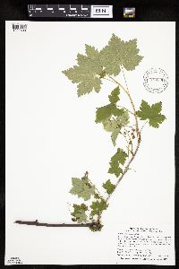 Ribes glandulosum image