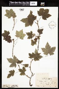 Ribes glandulosum image